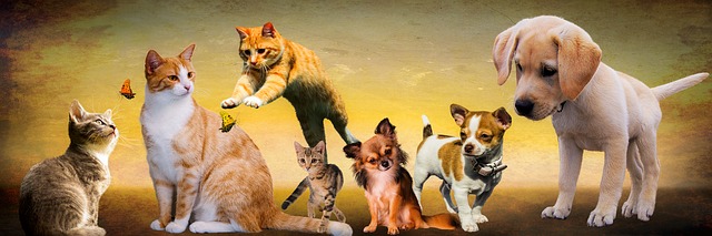 animals 2222007 640