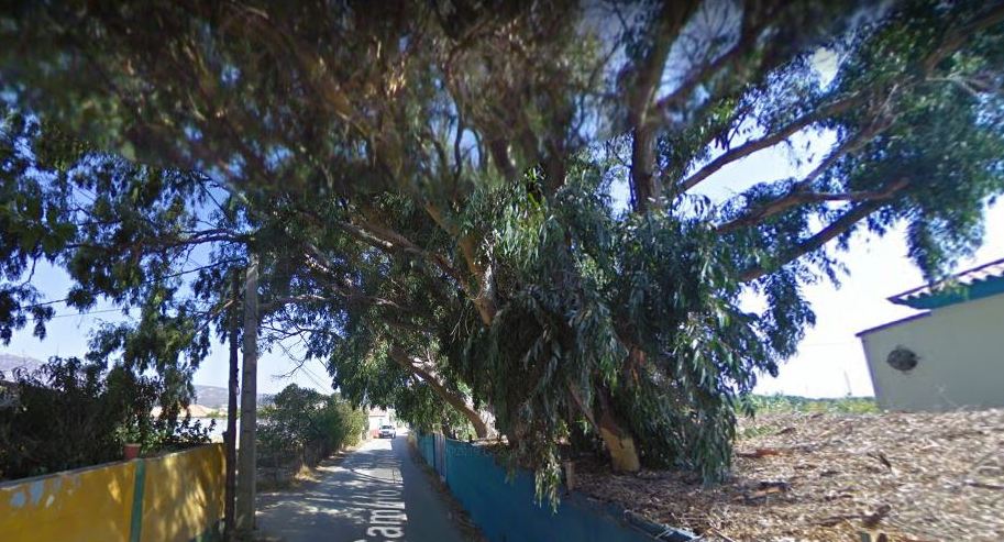 Eucalipto camino de Torrenueva