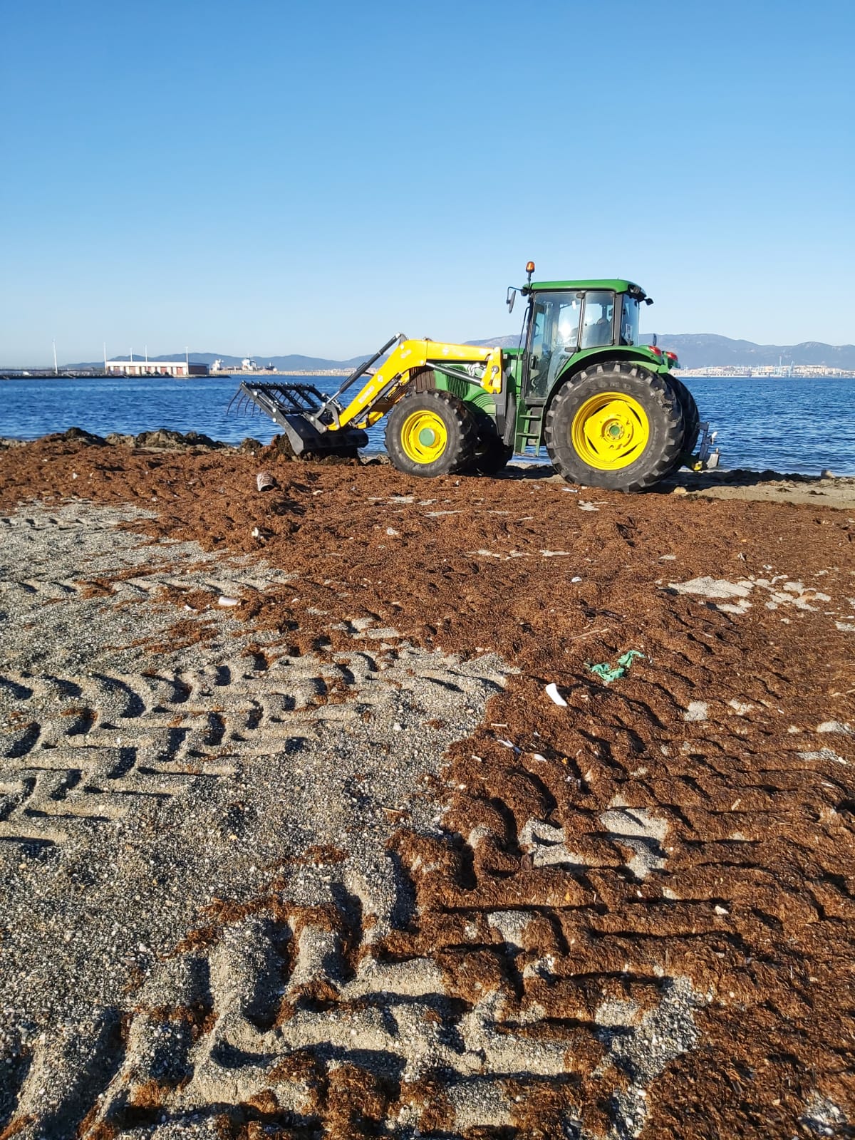 Retirada algas en playas
