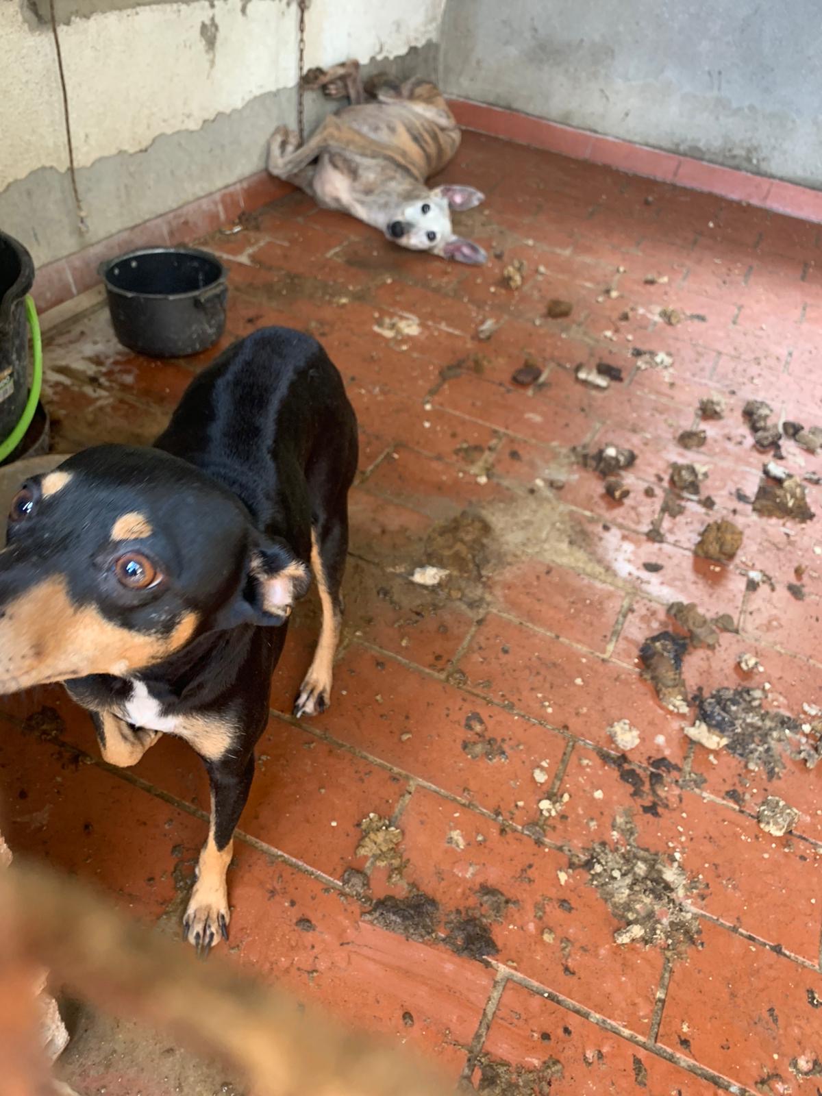 Perros retirados maltrato 4