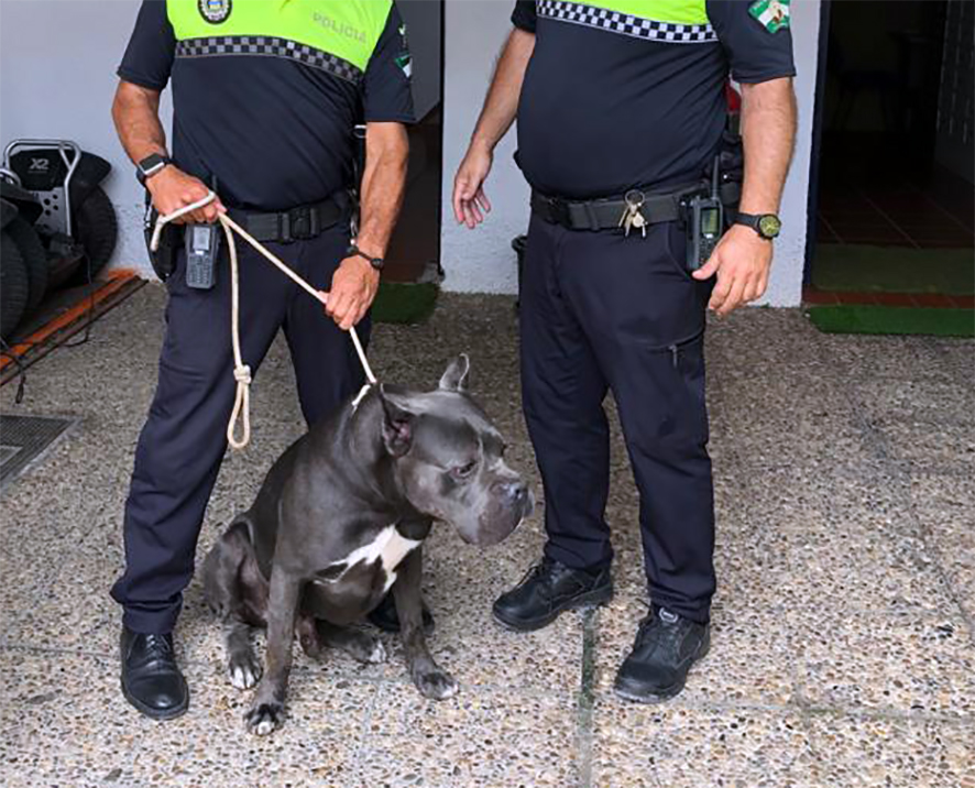 Perro retirado por Policia Local