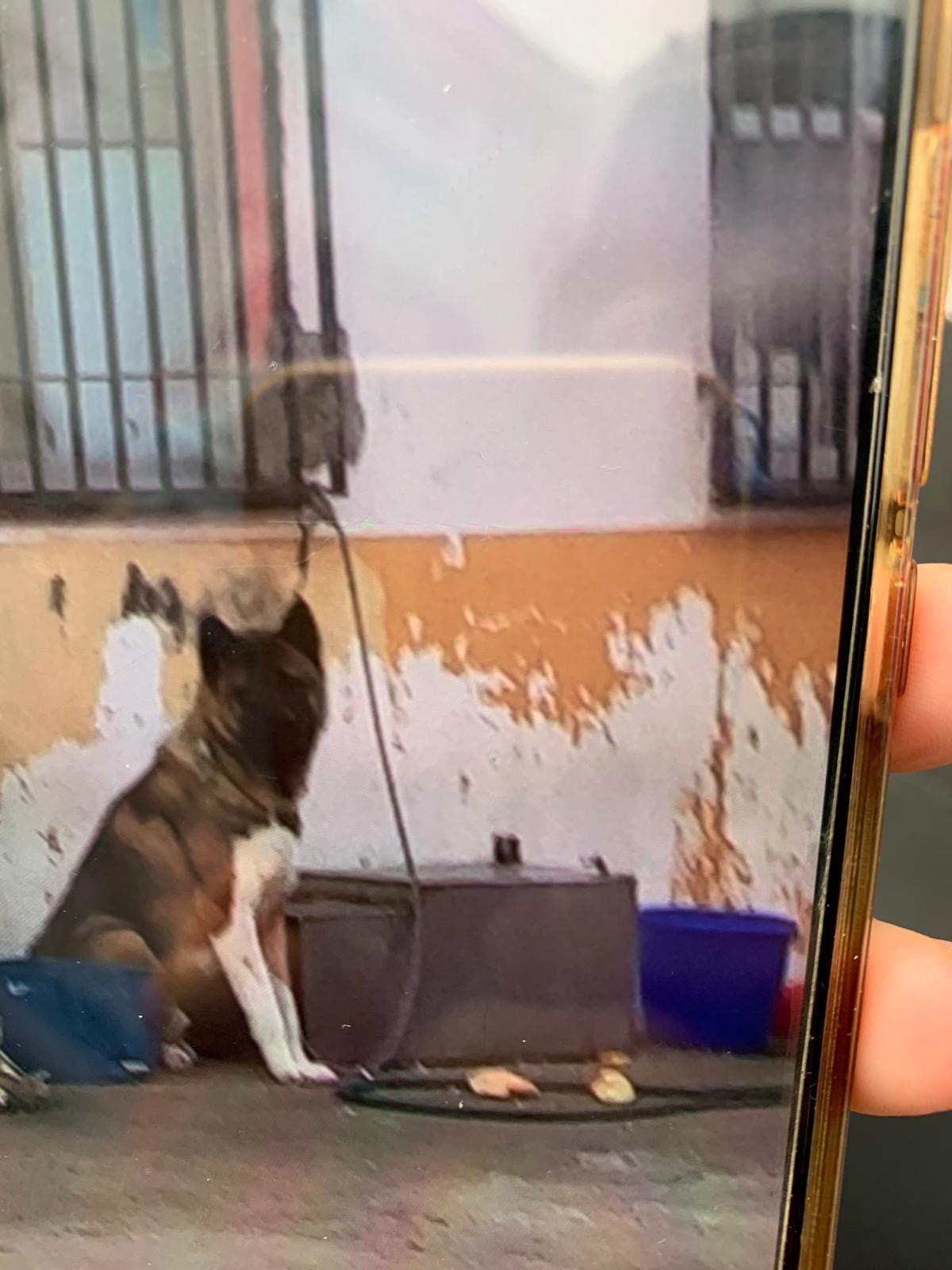 Perro potencialmente peligroso