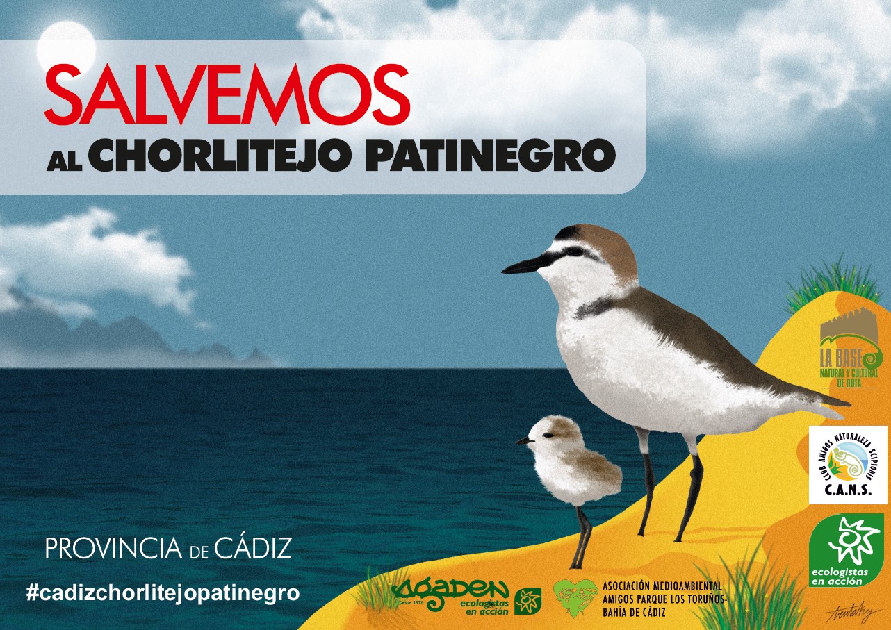 Chorlitejo patinegro cartel