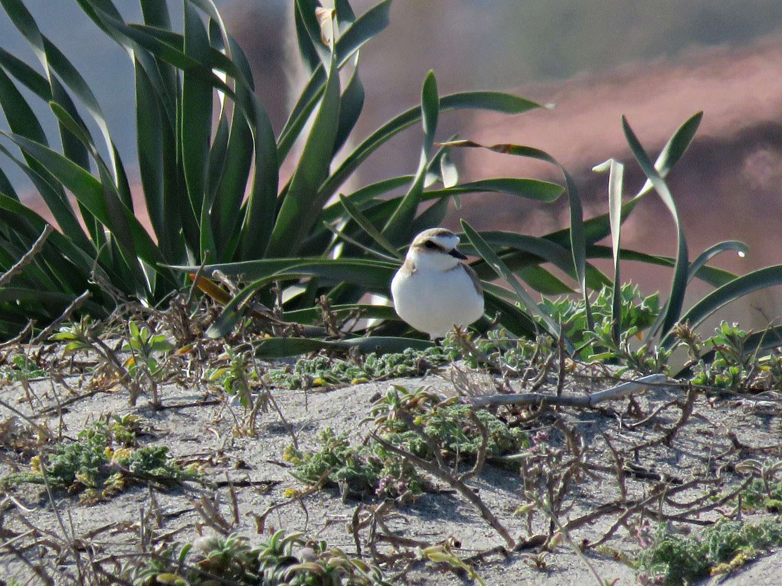 Chorlitejo patinegro La Linea