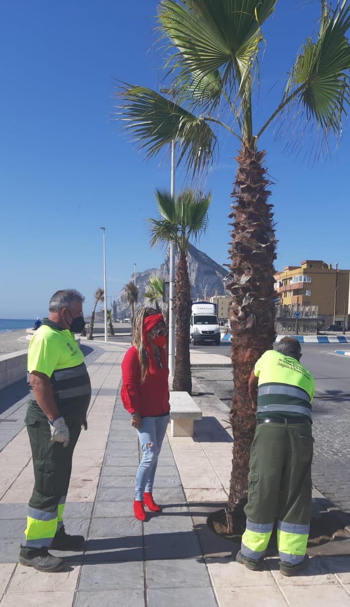 Saneado de palmeras Levante