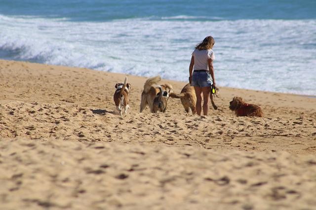 Perros playa